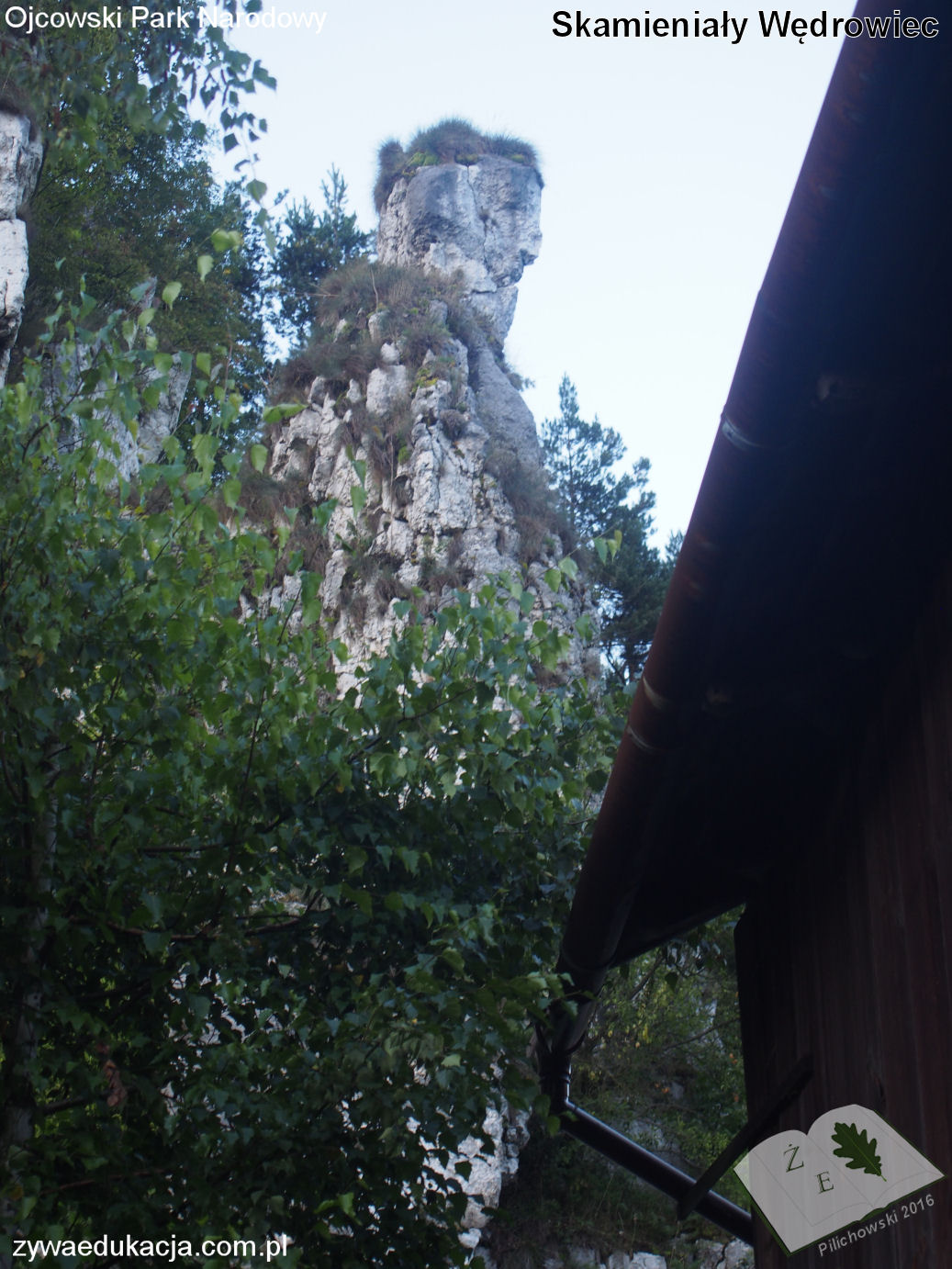 opn16 grodzisko10 skamwed