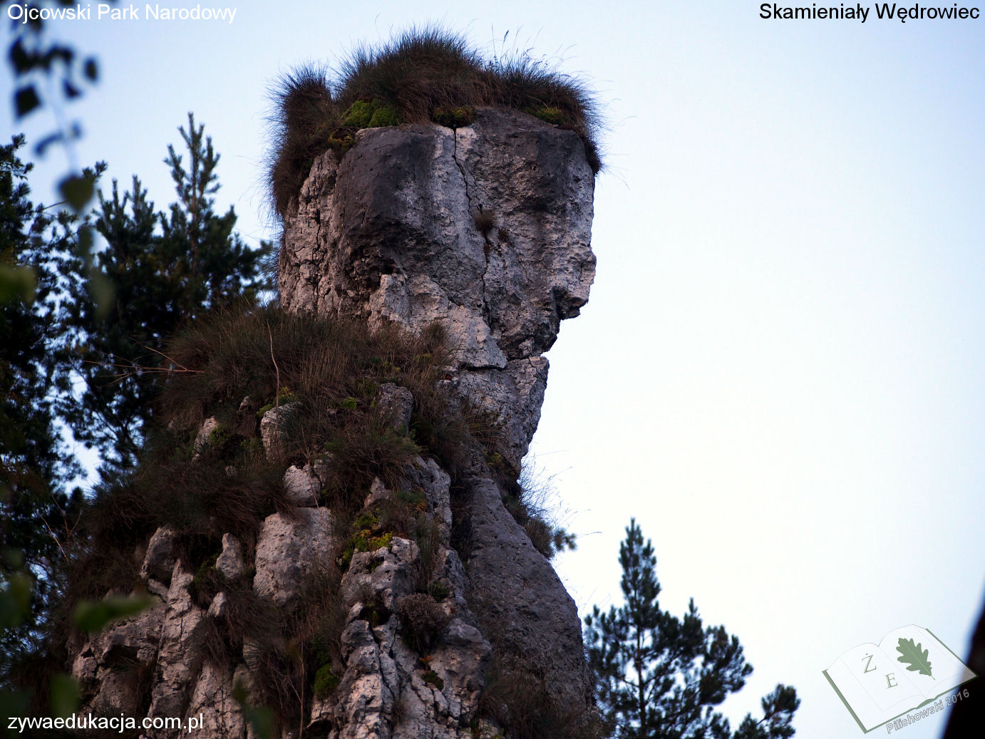 opn16 grodzisko13 skamwed