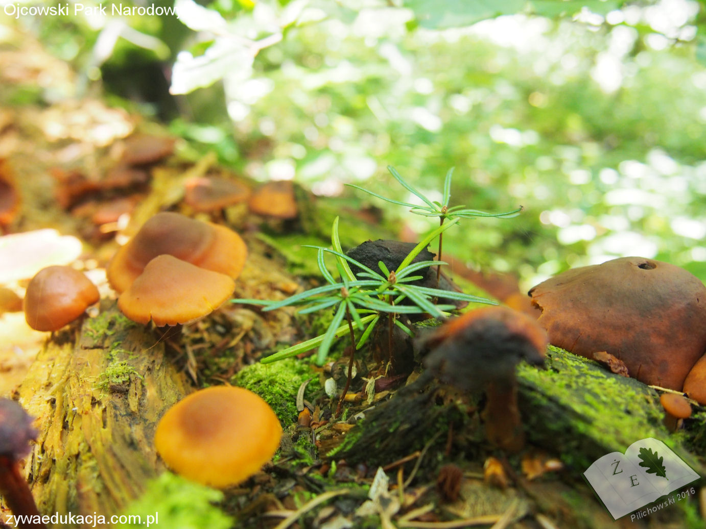 opn16 grzyb07