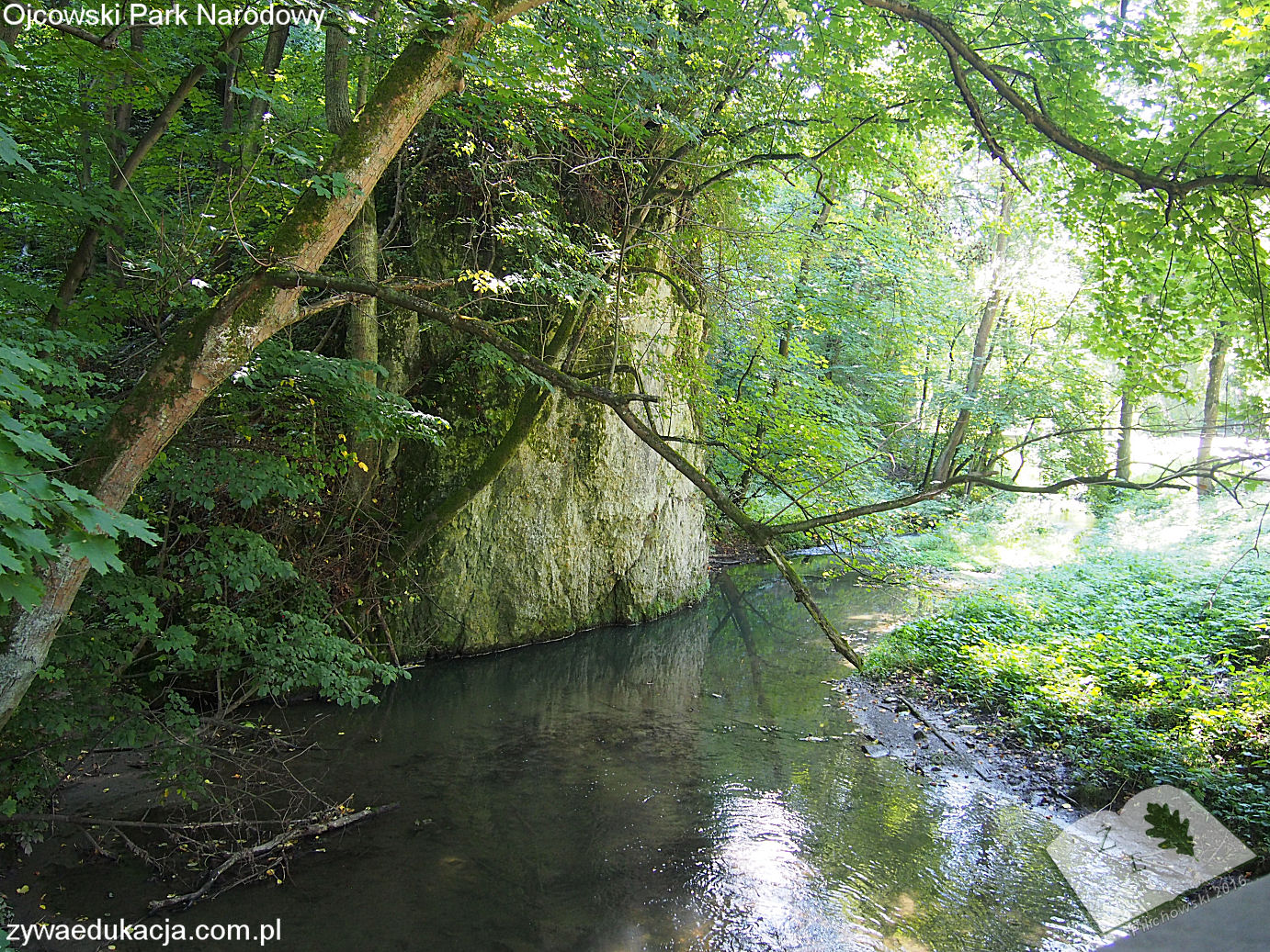 opn16 wlesie06 wstep