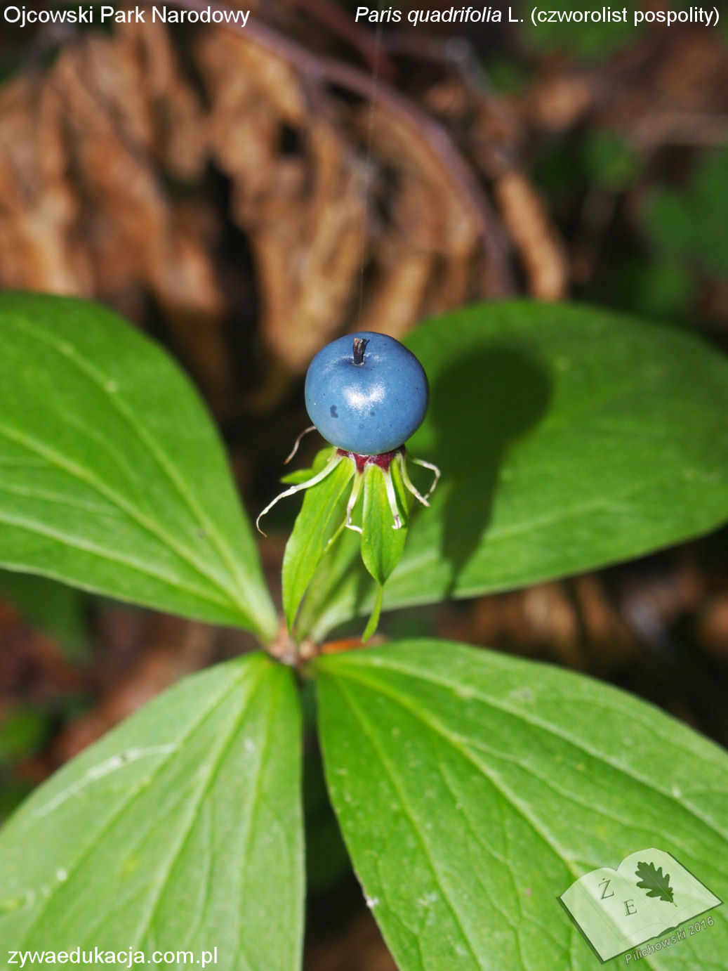 opn16 ros czworolist