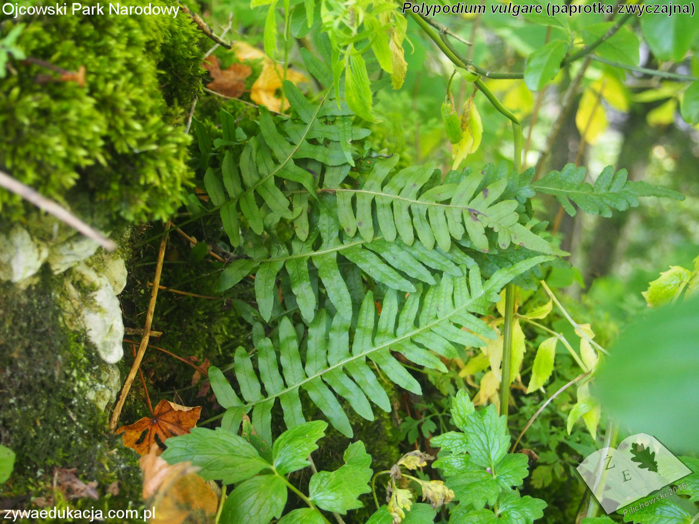 opn16 ros polypodium