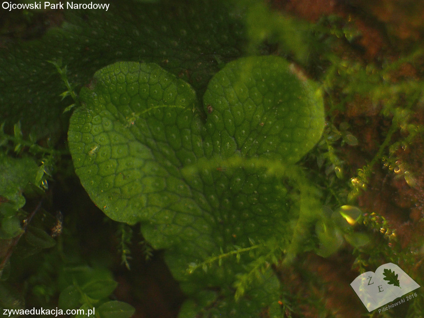 opn16 ros watrobowiec