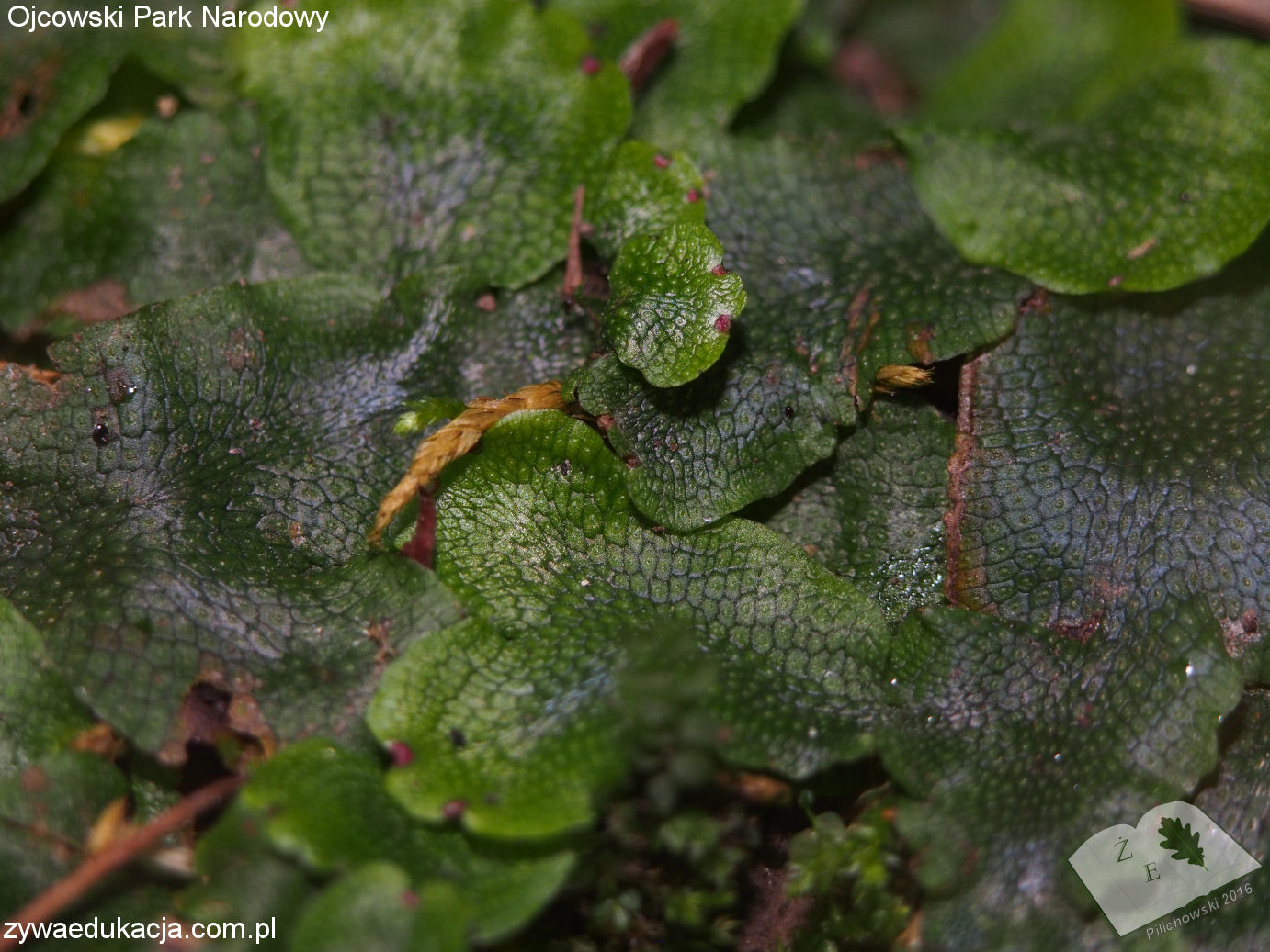 opn16 ros watrobowiec01