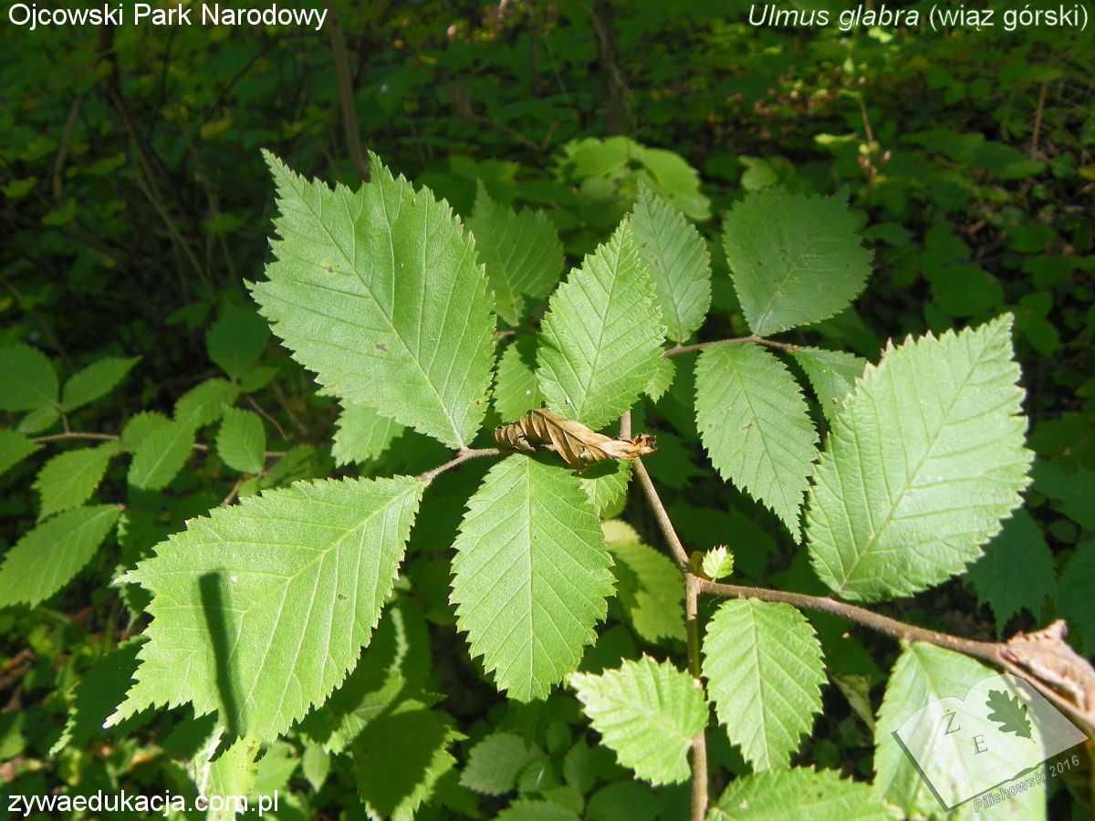 opn16 ros wiazgorski