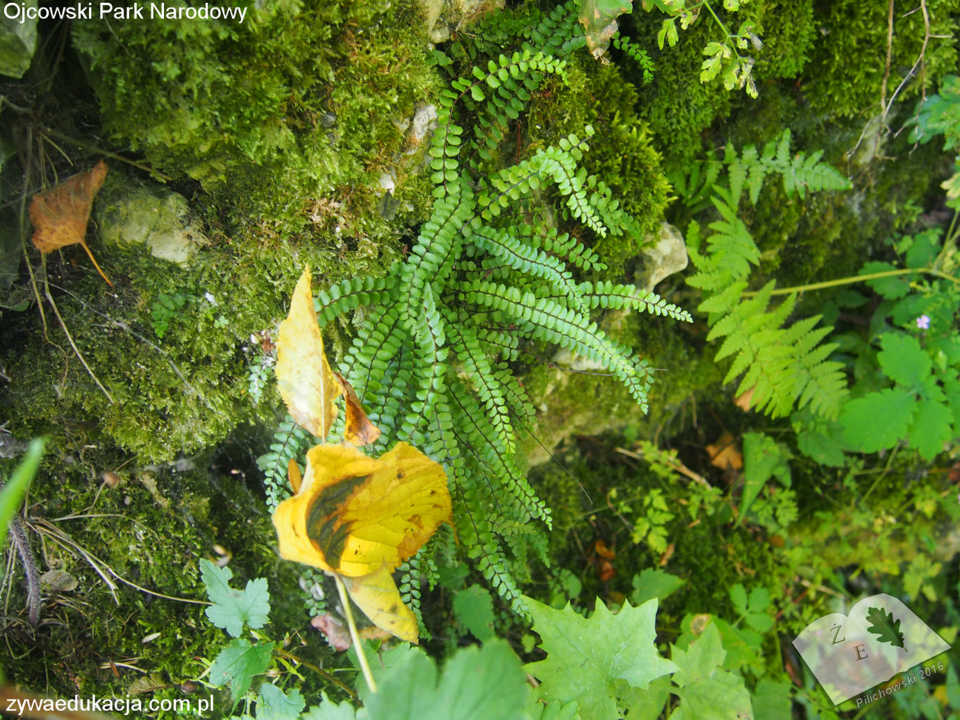 opn16 ros zanokcica02