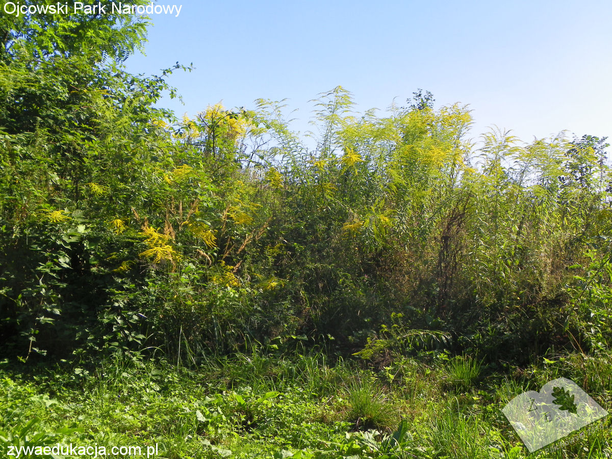 opn16 rosinw 01solidago