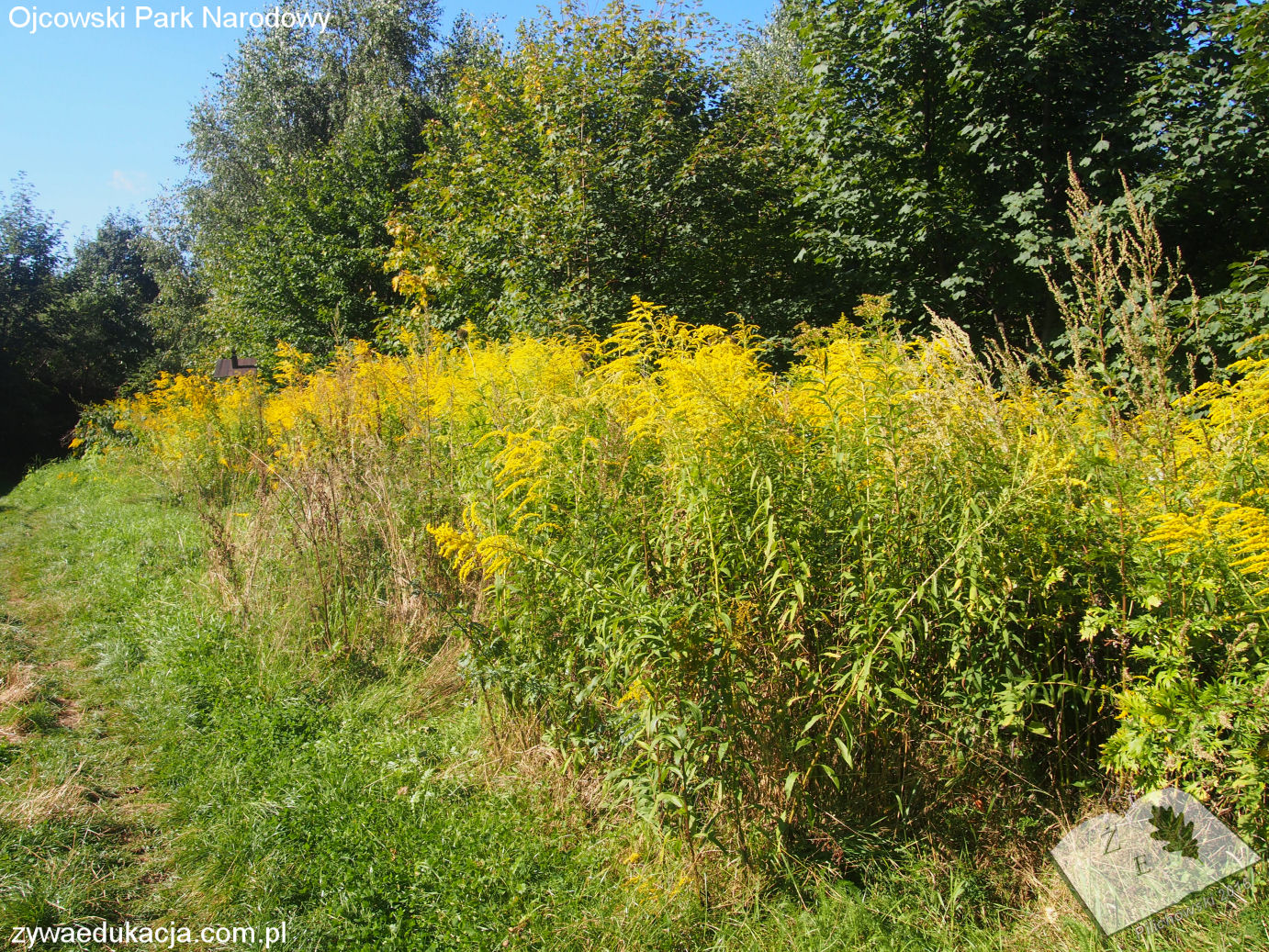 opn16 rosinw 03solidago