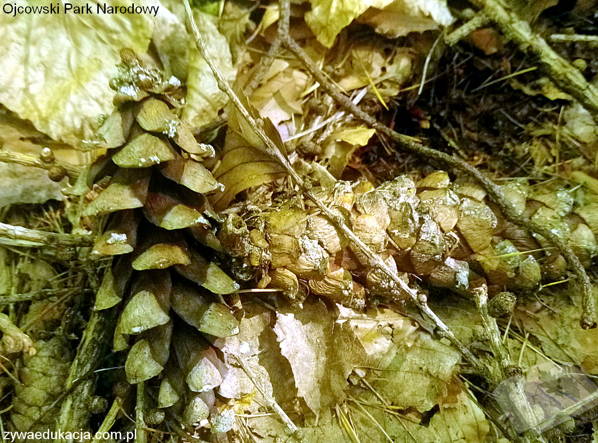 opn16 rosinw wejmutka