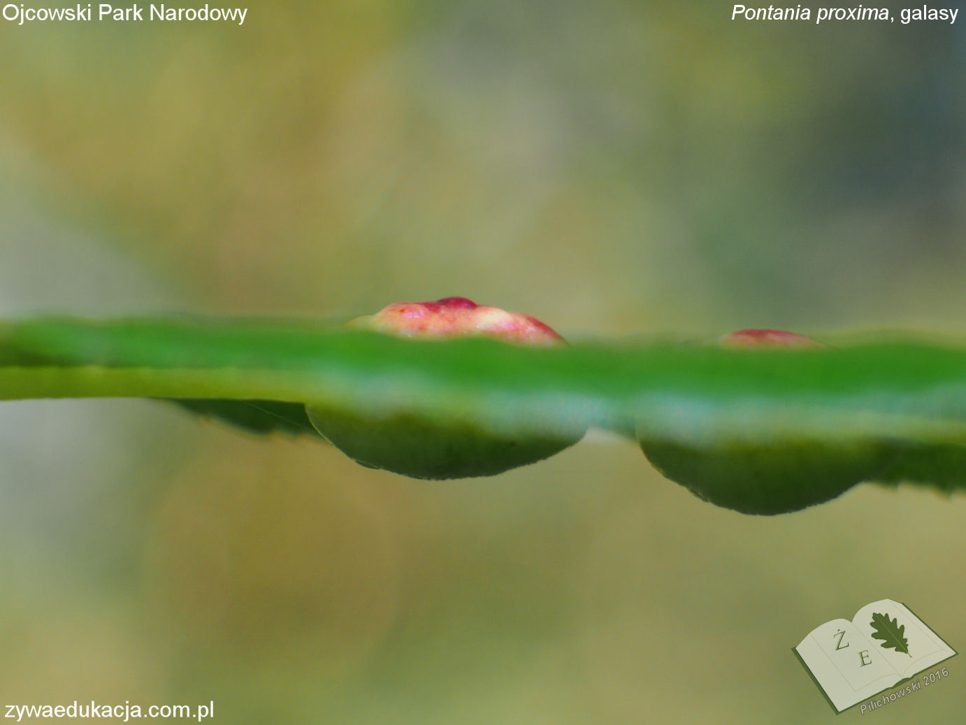 opn16 ros gal ponprox