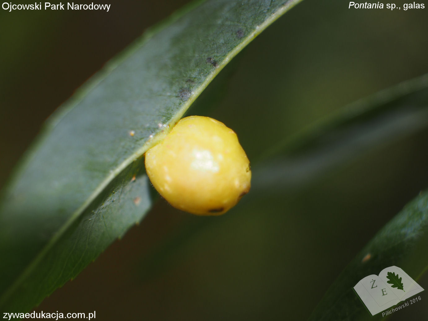 opn16 ros gal pontania