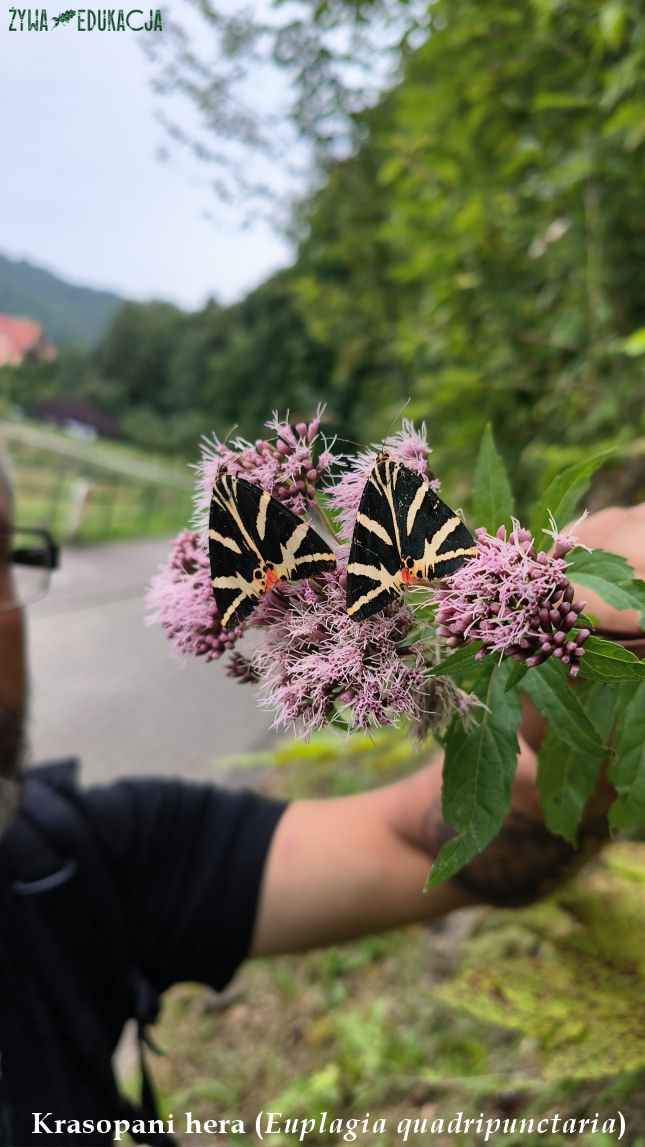 Szczawnica krasopani Hera Euplagia quadripunctaria