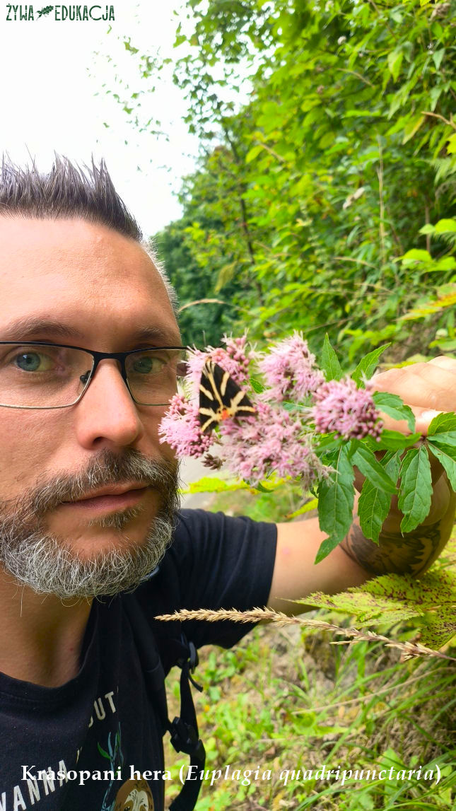 Szczawnica krasopani Hera Euplagia quadripunctaria