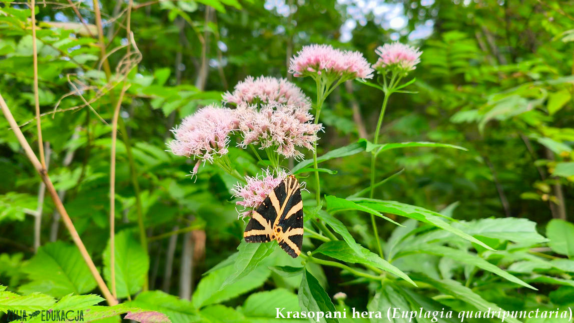 Szczawnica krasopani Hera Euplagia quadripunctaria