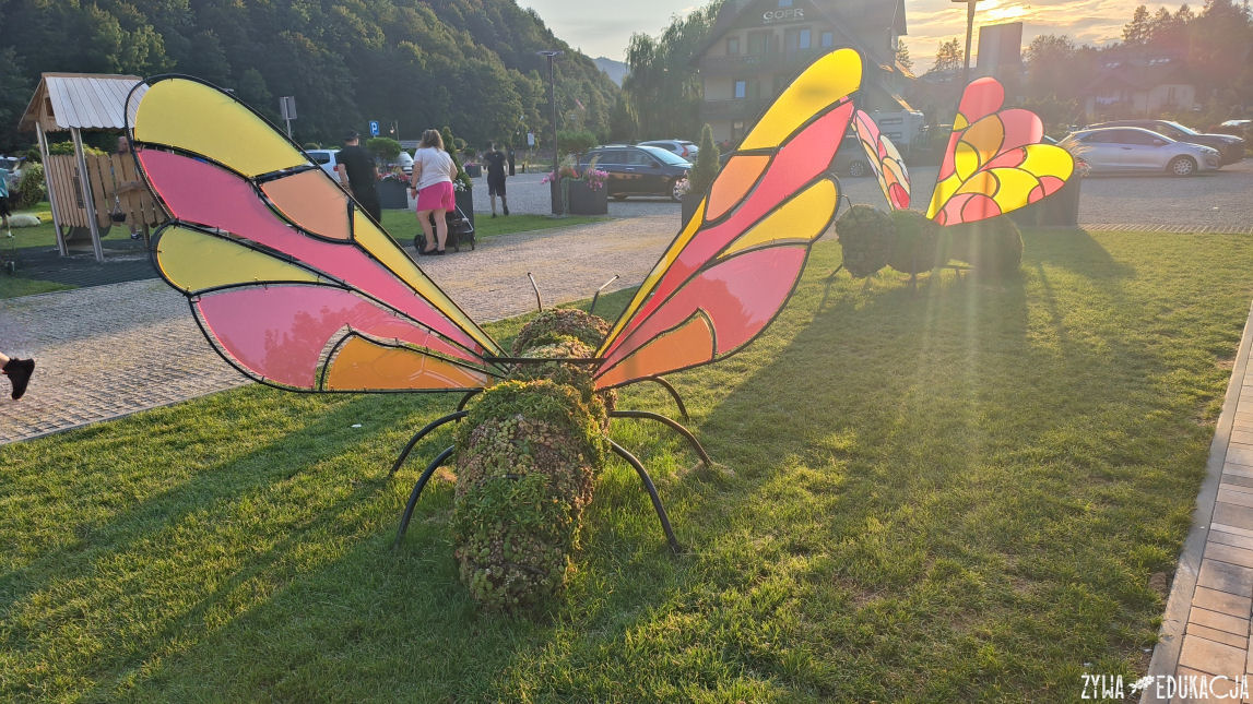 Szczawnica zwierzęta kwietniki