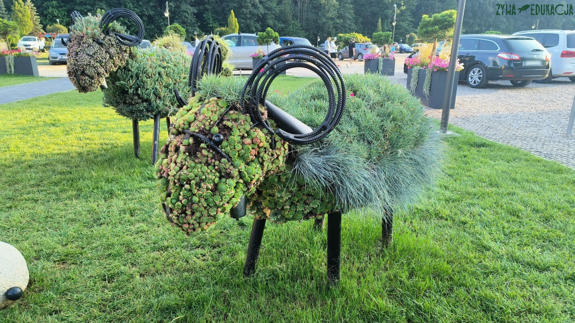 Szczawnica zwierzęta kwietniki