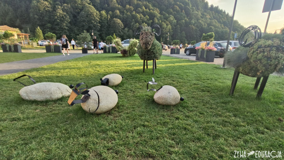 Szczawnica zwierzęta kwietniki