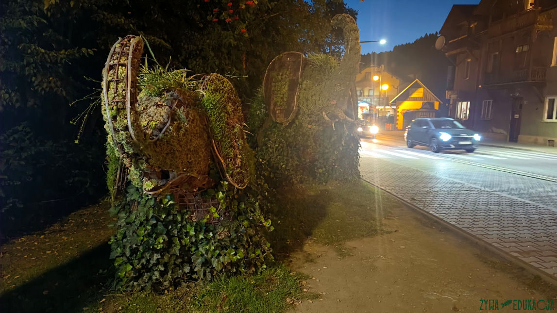 Szczawnica zwierzęta kwietniki