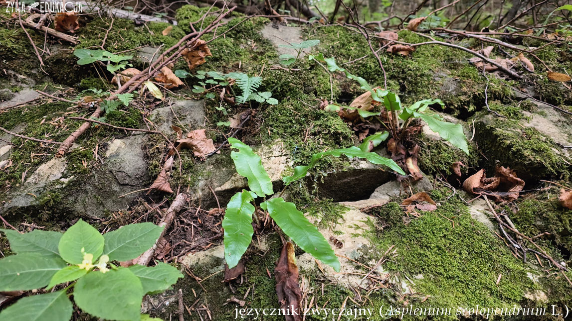Szczawnica Języcznik zwyczajny Asplenium scolopendrium syn. Phyllitis scolopendrium