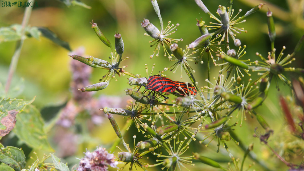 Szczawnica strojnica baldaszkówna
