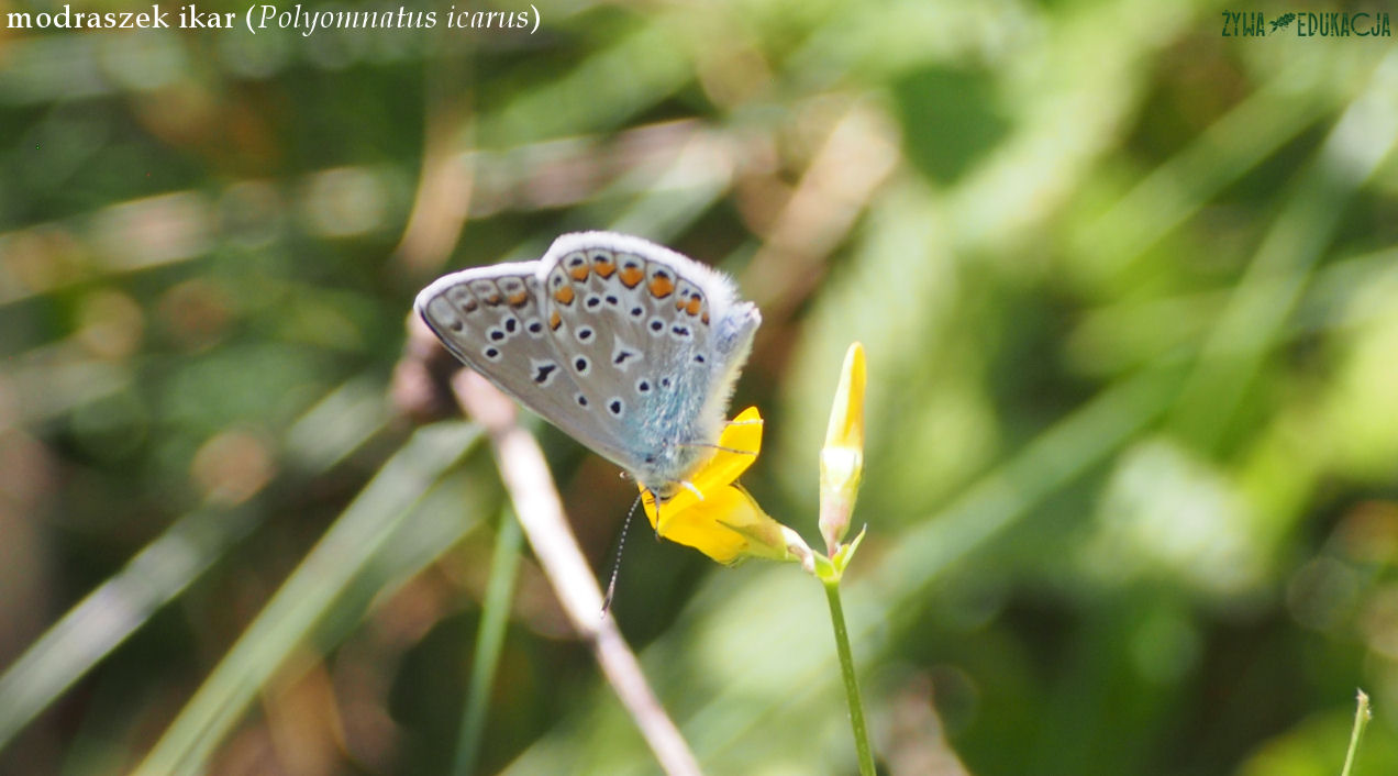 Szczawnica modraszek ikar
