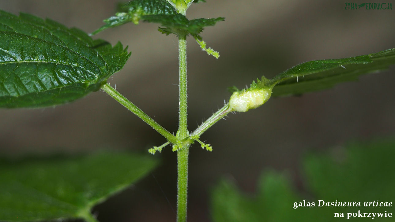 galas muchówki Dasineura urticae na pokrzywie