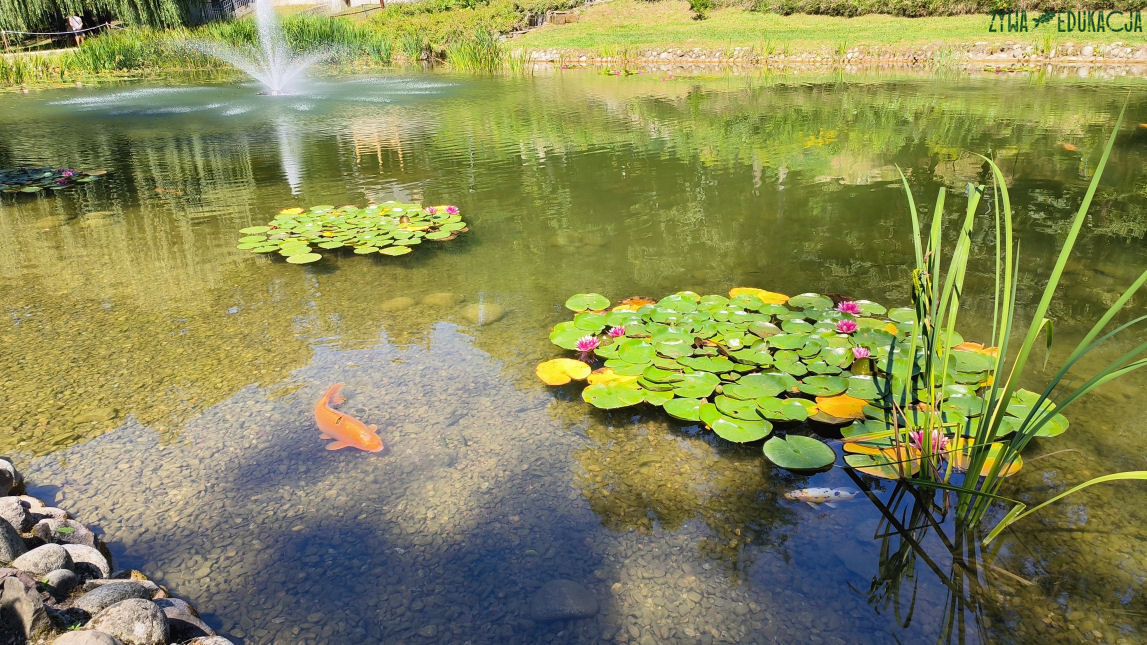 Szczawnica Park Dolny