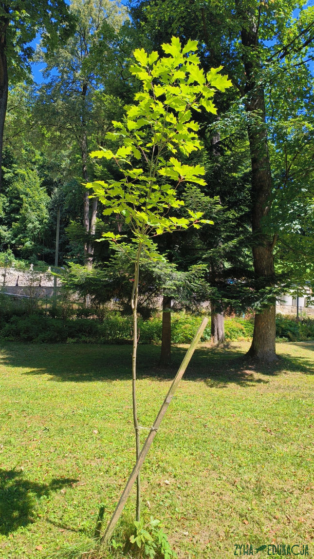 Szczawnica Park Dolny