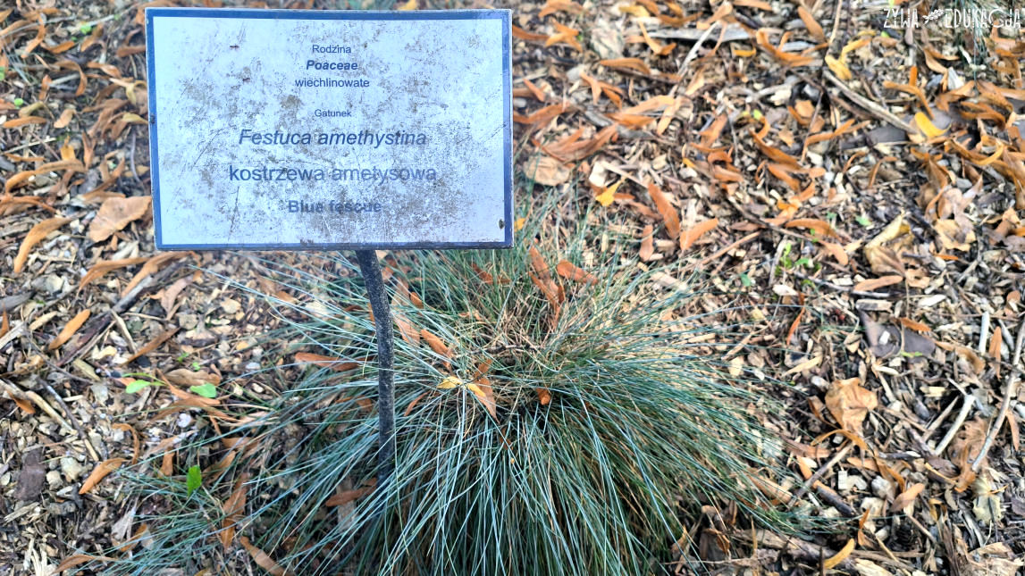 Szczawnica Park Dolny