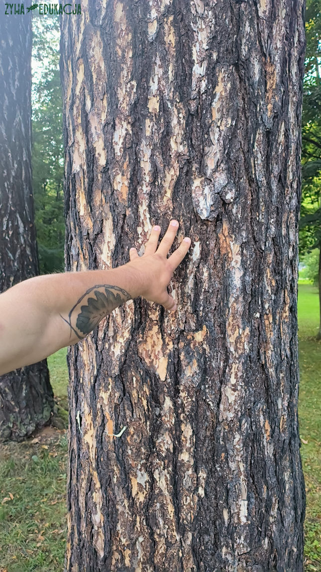 Szczawnica Park Dolny