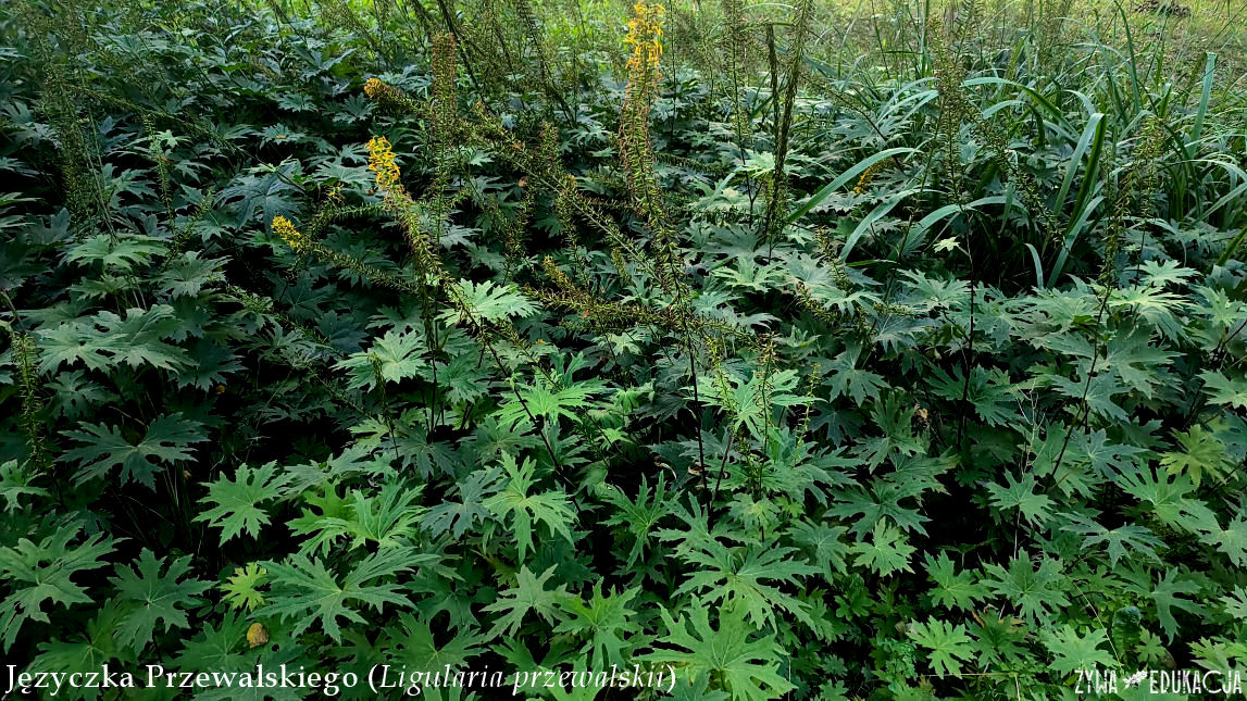 Szczawnica Park Dolny