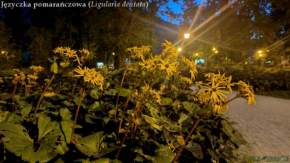 Szczawnica Park Dolny języczka pomarańczowa Ligularia dentata