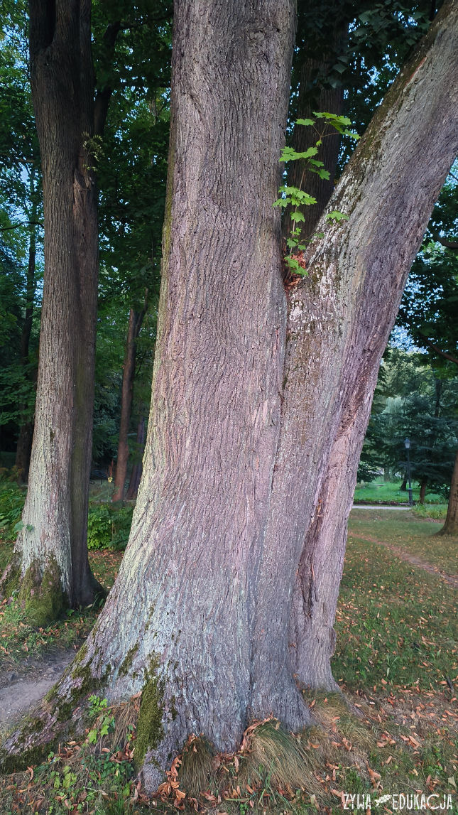 Szczawnica Park Dolny pomnikowa lipa szerokolistna w parku dolnym