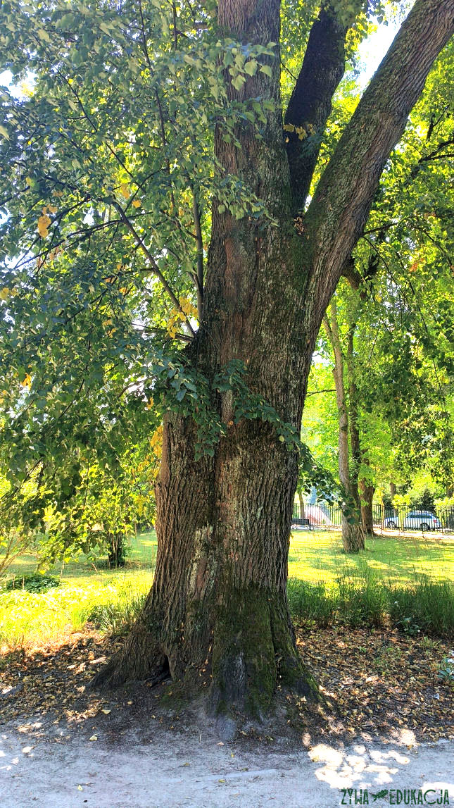 Szczawnica Park Dolny pomnikowa lipa drobnolistna w parku dolnym