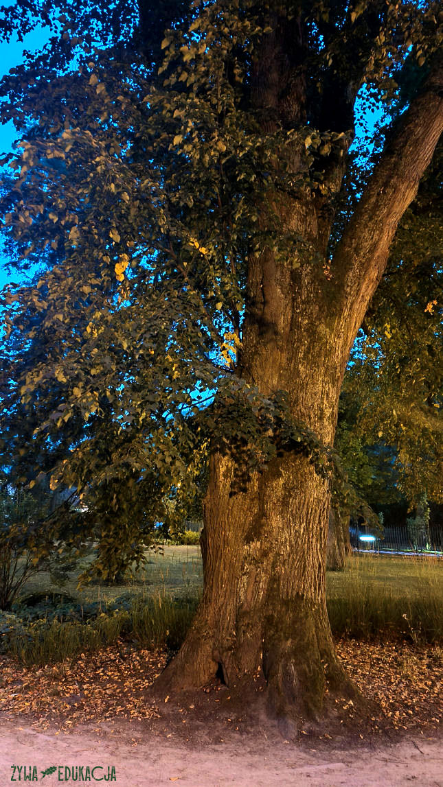 Szczawnica Park Dolny pomnik przyrody lipa drobnolistna