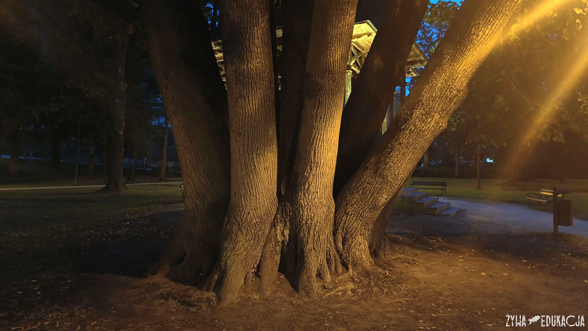 Szczawnica park dolny pomnikowa lipa Tilia o 13 pniach