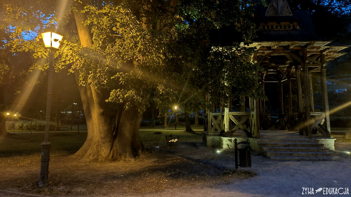 Szczawnica park dolny pomnikowa lipa Tilia o 13 pniach