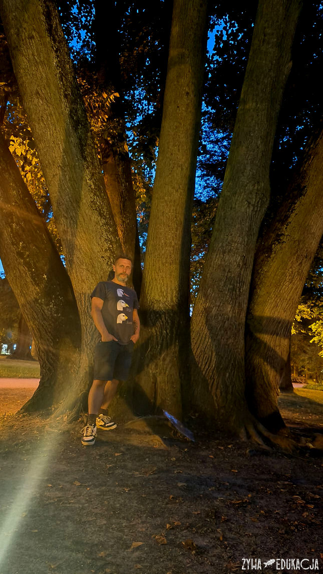 Szczawnica park dolny pomnikowa lipa Tilia o 13 pniach