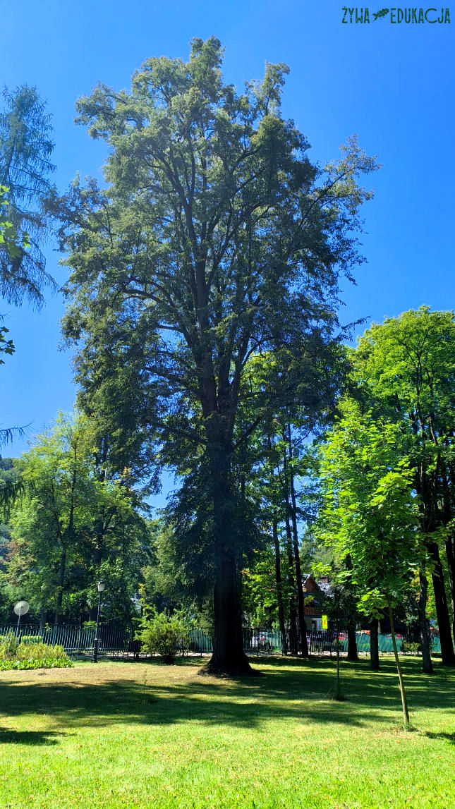 Szczawnica park dolny pomnikowa lipa drobnolistna Tilia cordata