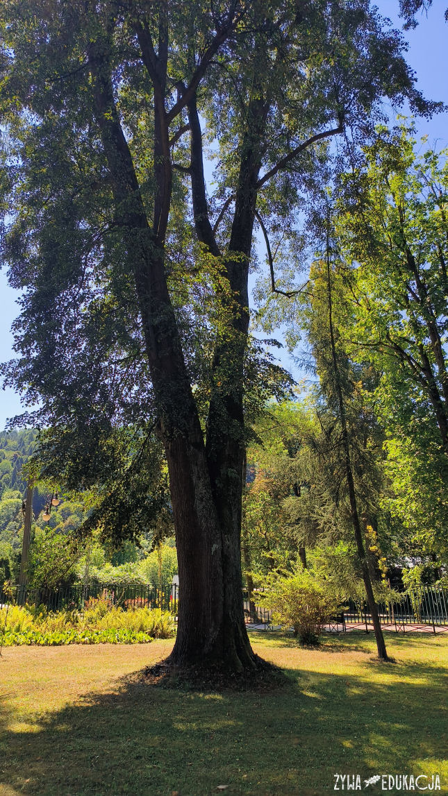 Szczawnica park dolny pomnikowa lipa drobnolistna Tilia cordata