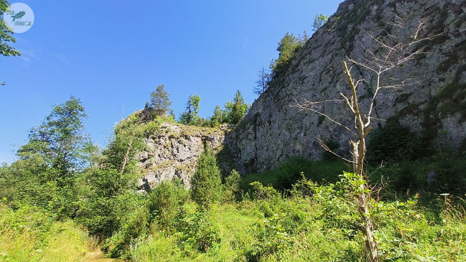 wąwóz homole małe pieniny żywa edukacja sebastian pilichowski