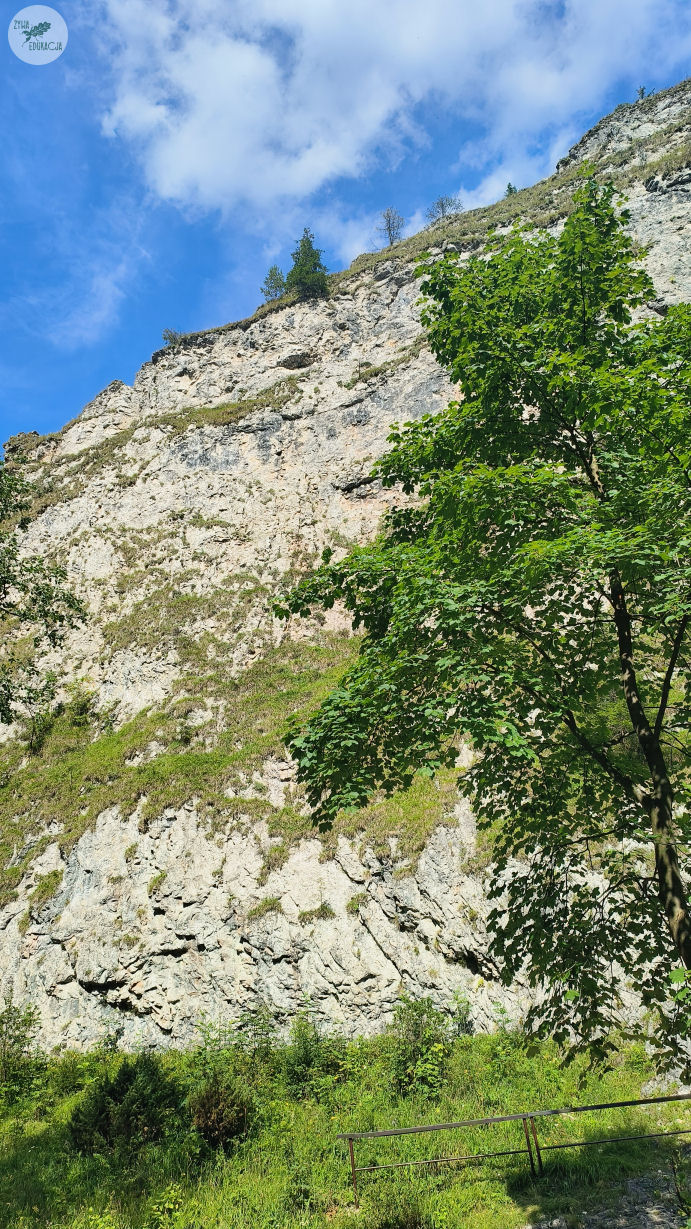 wąwóz homole małe pieniny żywa edukacja sebastian pilichowski