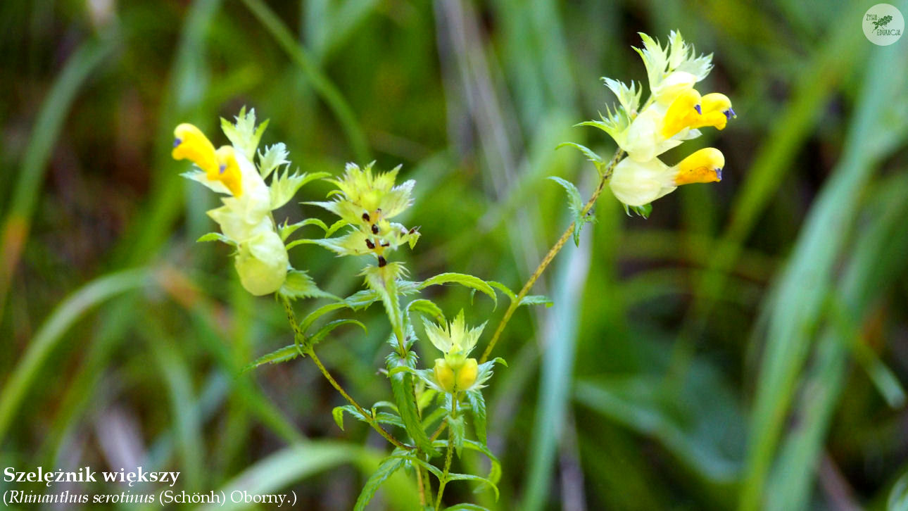 wąwóz homole małe pieniny żywa edukacja sebastian pilichowski