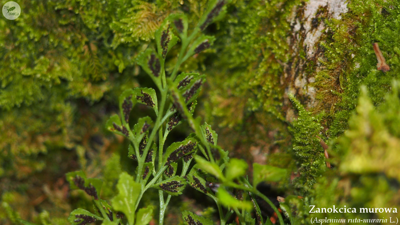 wąwóz homole małe pieniny żywa edukacja sebastian pilichowski