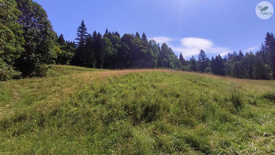 wąwóz homole małe pieniny żywa edukacja sebastian pilichowski