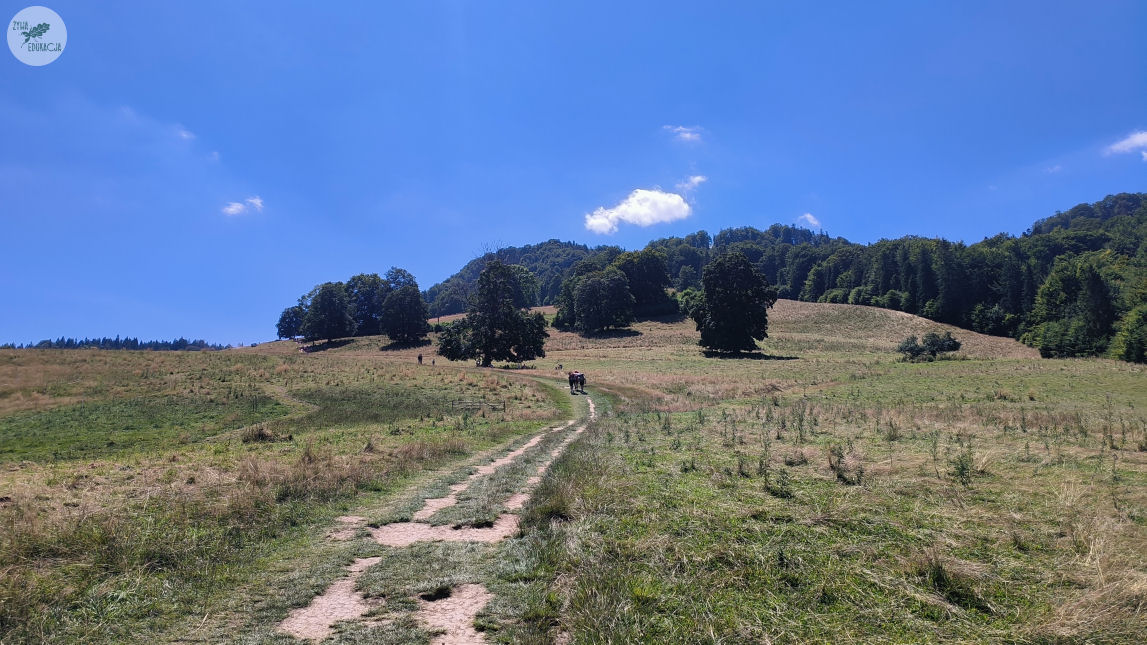 małe pieniny góra wysoka homole sebastian pilichowski żywa edukacja