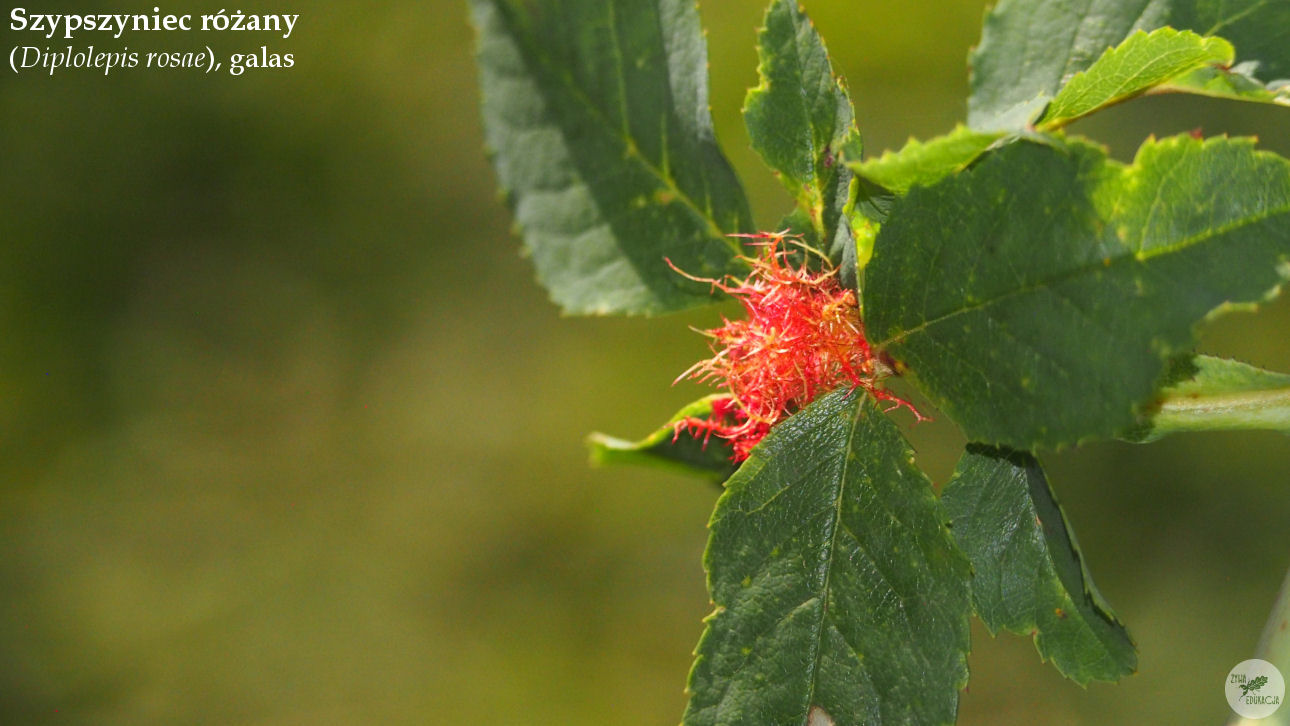 małe pieniny góra wysoka homole sebastian pilichowski żywa edukacja