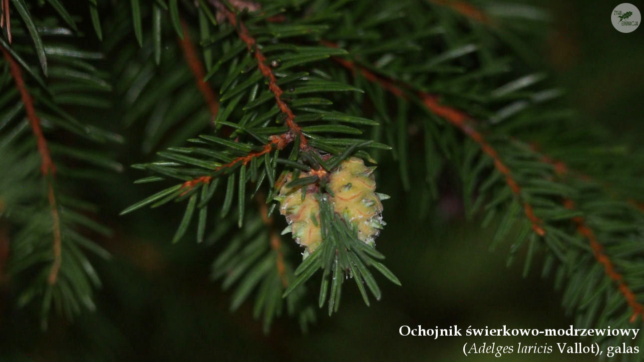 Adelges laricis cone pineapple-gall spruce świerk galas