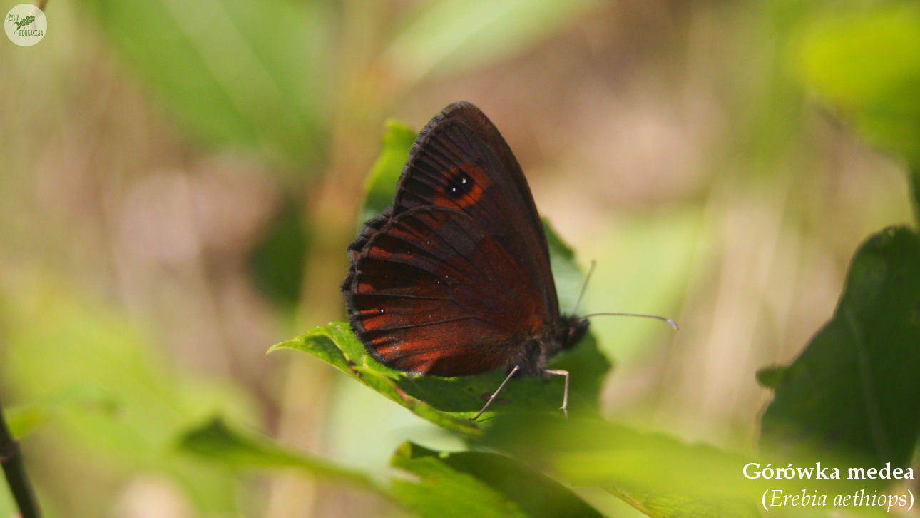 małe pieniny góra wysoka homole sebastian pilichowski żywa edukacja