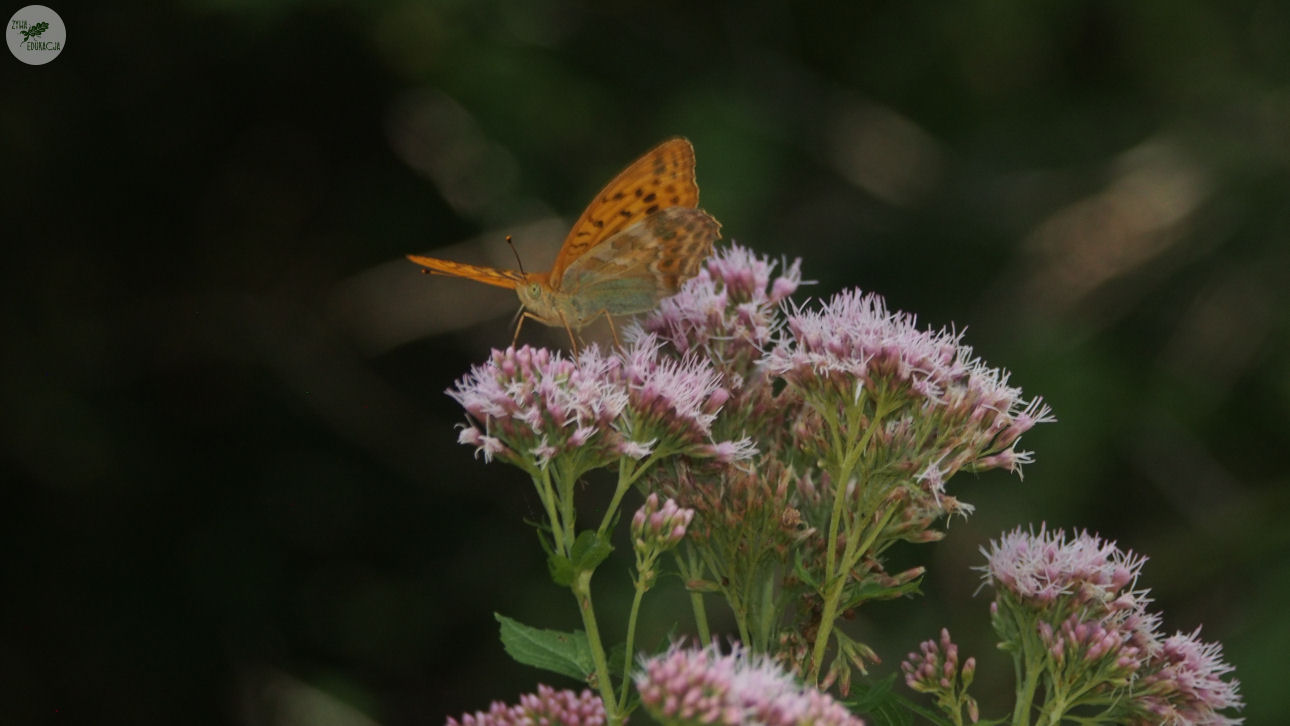 małe pieniny góra wysoka homole sebastian pilichowski żywa edukacja